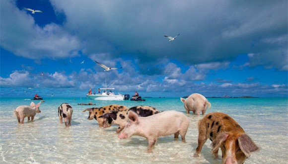 最棒的免费景点:在巴哈马与猪共泳,去新加坡围