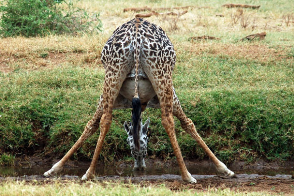 长颈鹿,你的舌头怎么那么长?