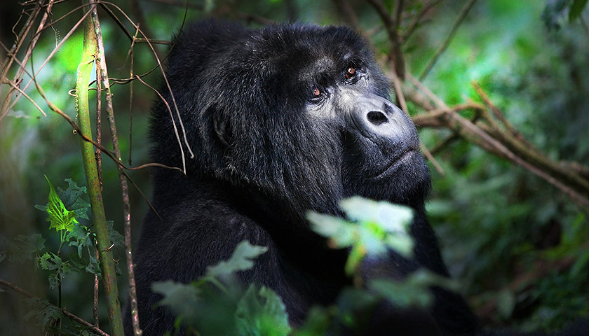 追踪大猩猩之旅是个好生意,乌干达让游客与它
