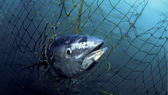 京东将发售蓝鳍金枪鱼引发环保组织担忧 回应