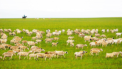 【守望相助70载】“牧羊女”乌云苏依拉：带领牧民们走出草原