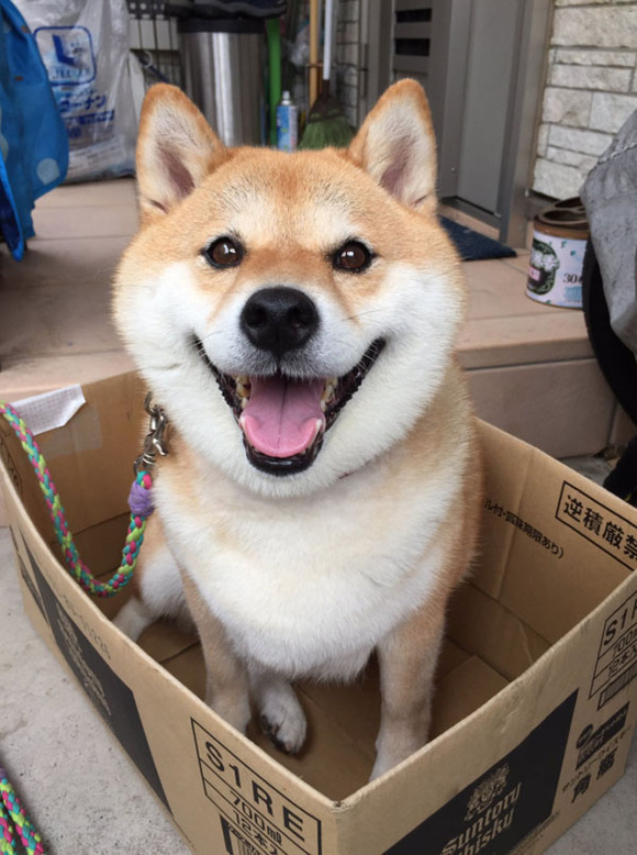 为什么柴犬辣么红?这里有一份花样吸柴大全|界