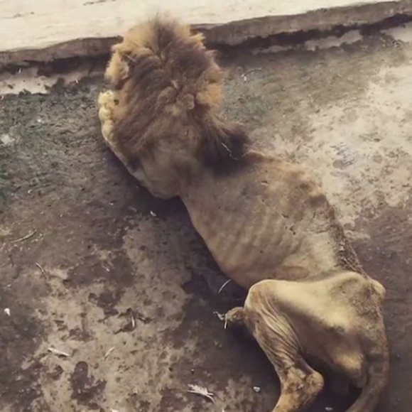 【孟加拉国】老狮子骨瘦如柴 动物园无权实施安乐死
