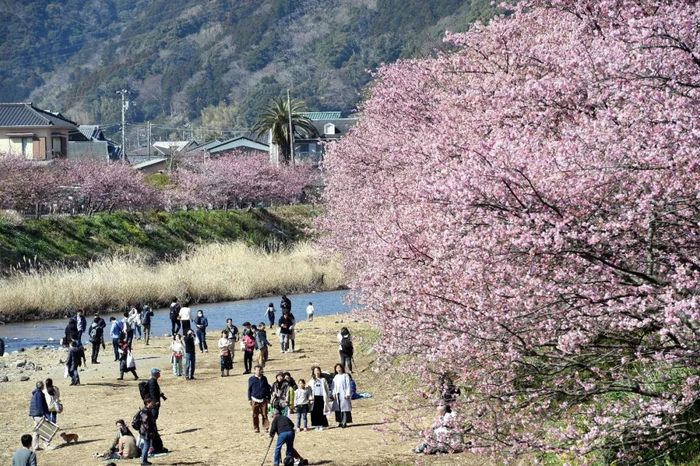 3月3日,在日本静冈县河津町,河津樱竞相绽放,吸引众多游客.