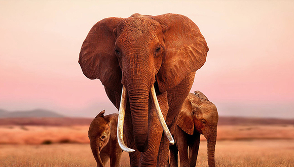 苹果购得纪录片《象族女王》全球版权