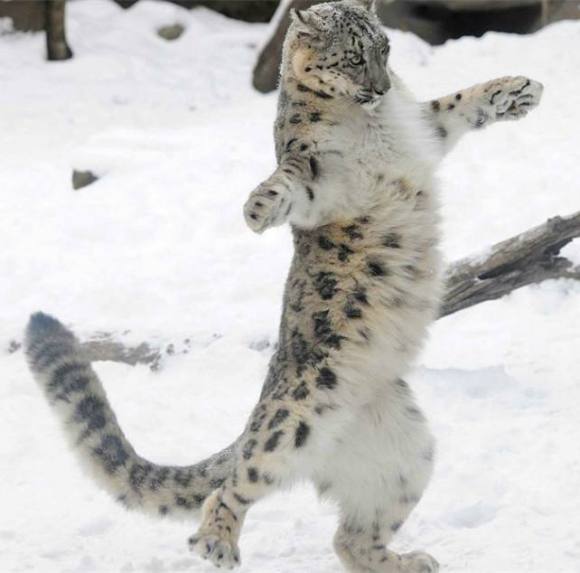 按理说雪豹有那么大一个尾巴维持平衡,灵活性和平衡感应该一流.