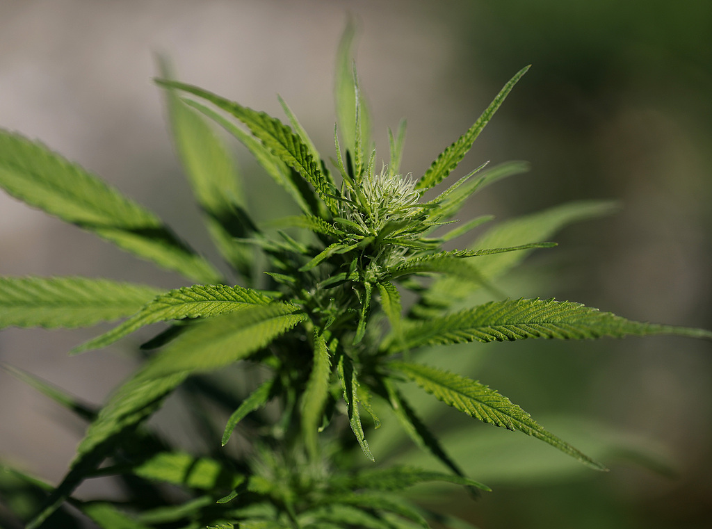 借“缉毒”打击委内瑞拉之际，白宫拟大幅放宽美国大麻限制