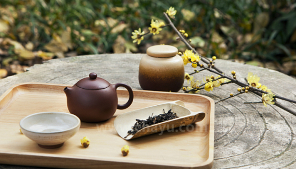 布置茶空间应该如何选植物?