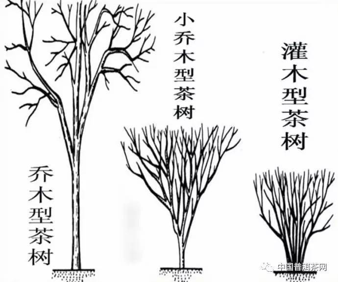 有包括野生大茶树,农家品种,育成品种等350多种,但形态特征以茶树的地