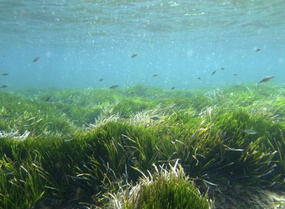 10万年海草和184岁大海龟,世界最长寿生物在哪里?