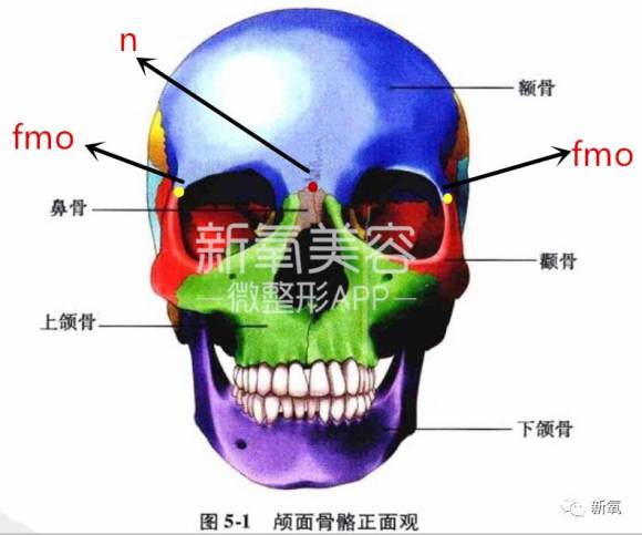 来说,鼻颧角越大,代表鼻根点到两侧眼眶外侧的深度越小,面部越扁平,反