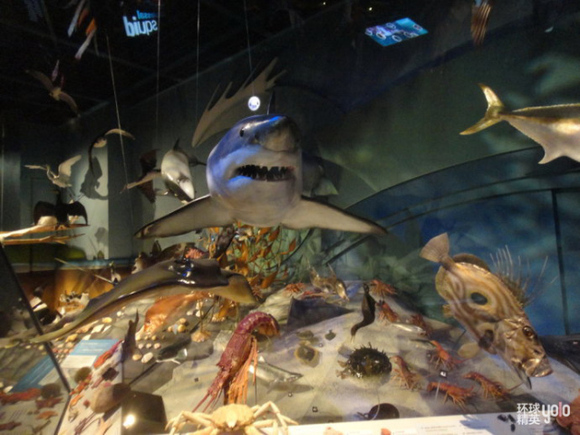 发现博物馆:新西兰国立博物馆,探索新西兰文明