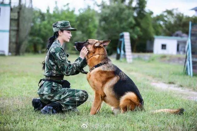 《奇兵神犬》赶上东风,资本公司把手从小孩伸向了动物