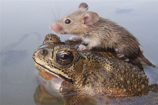 老鼠和青蛙