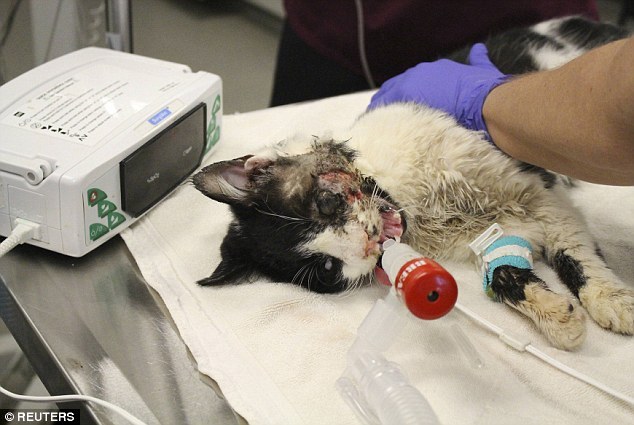 1月初,小猫bart不幸在美国佛罗里达州坦帕市被车碾过,它的主人ellis