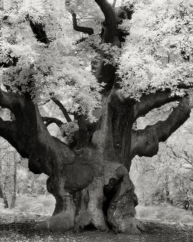 这个世界最古老而壮丽的树