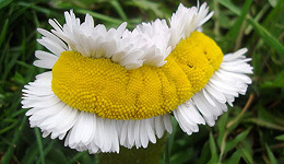 吓坏日本国民得畸形雏菊，到底是不是核辐射造成的？