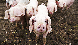 养猪上瘾了 新希望要在猪身上再投88亿