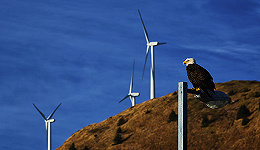 【工业之美】风力发电机频遭鸟类撞击 科学家向老鹰求助