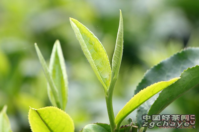 鲜嫩茶芽