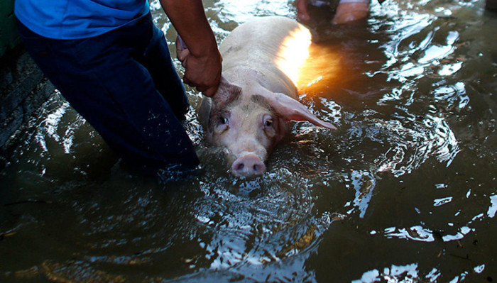图为养殖户将猪从洪水中转移