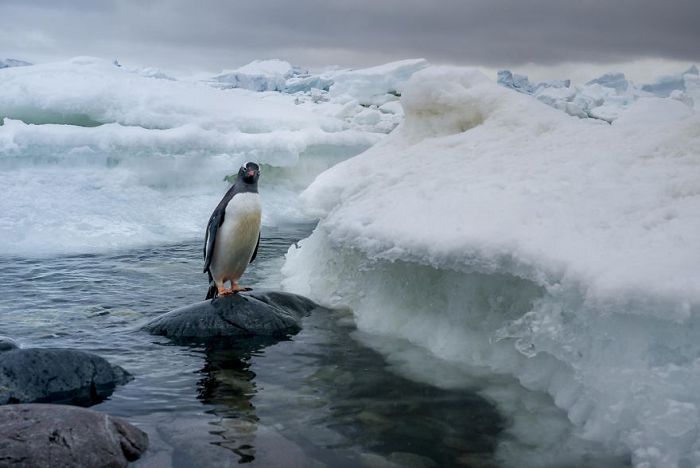 快乐的大脚与不快乐的足迹:南极企鹅正在遭受严酷威胁