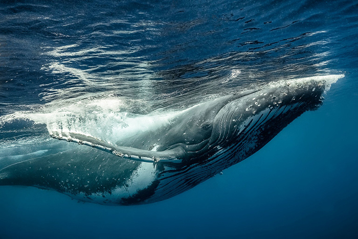 深海鲸鱼的奇妙世界| 界面新闻