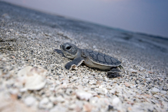 一只刚出生的绿海龟从沙滩上的巢穴中爬向大海