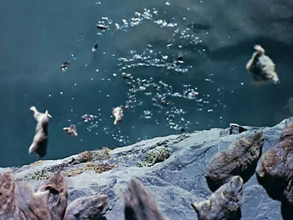 北极旅鼠集体跳海图片