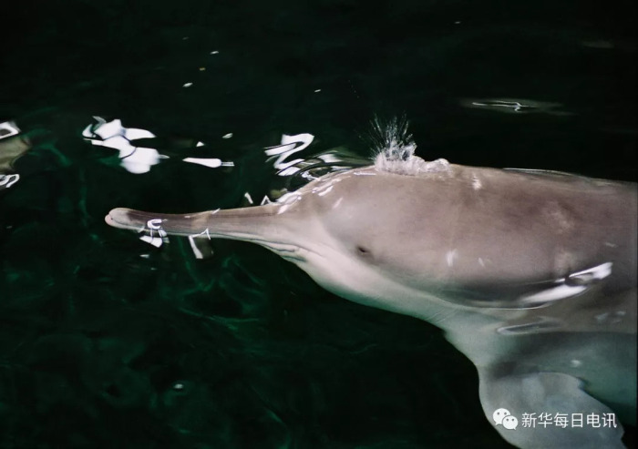 在湖南城陵矶搁浅后被渔民捕获的白鱀豚淇淇,在中科院水生所生活了