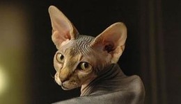 无毛猫是一个骗局