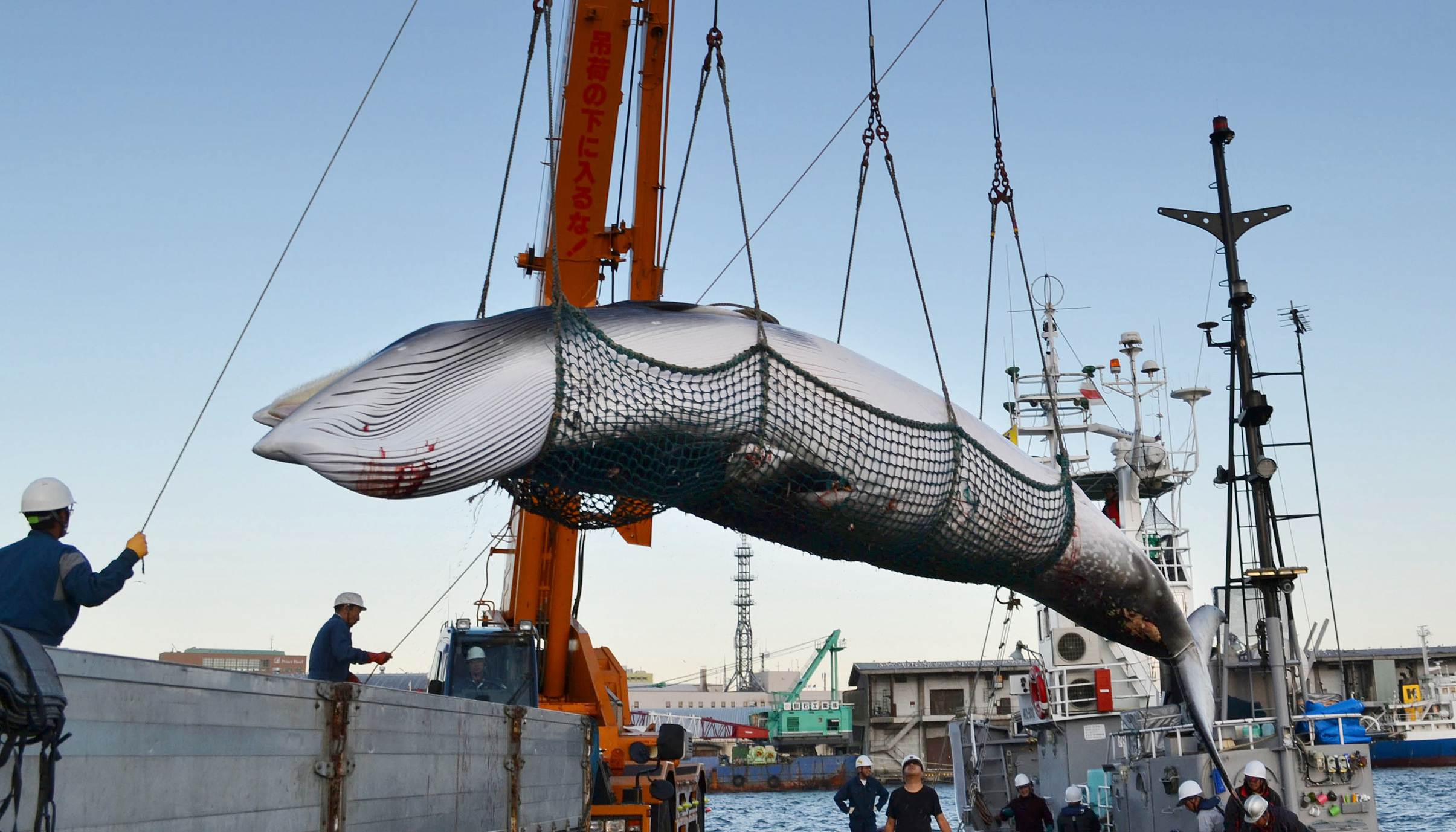日本执意扶持捕鲸背后:多位执政党高官来自捕