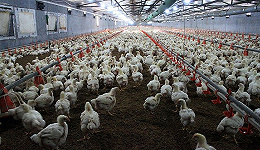 养鸡行业持续高景气，这家白羽鸡养殖商一季度净利增长超4倍
