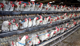 养鸡行业持续高景气，这家股价上涨210%的公司净利润大增