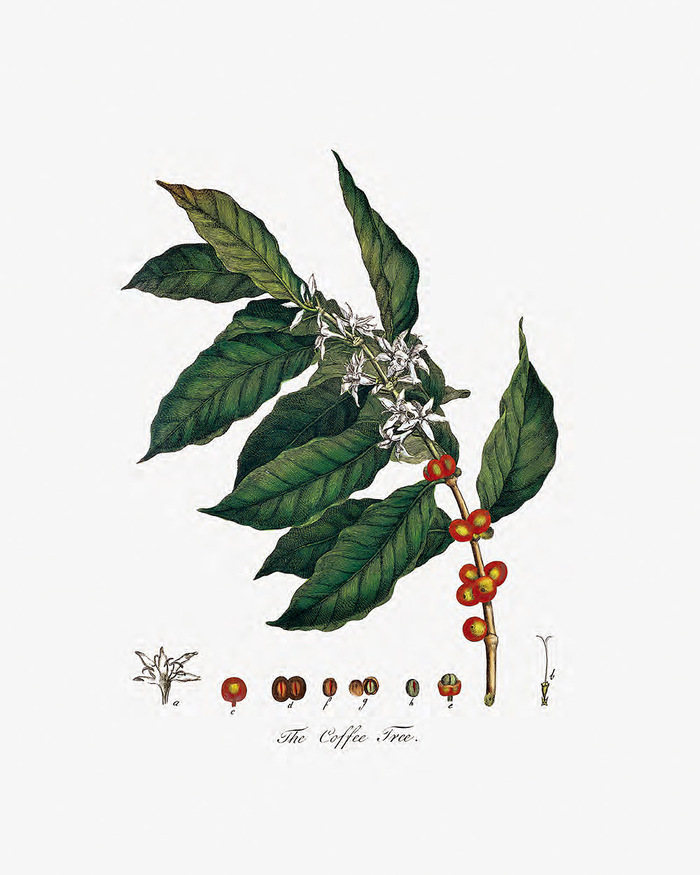 一幅1798年的关于咖啡果和咖啡花的插画.