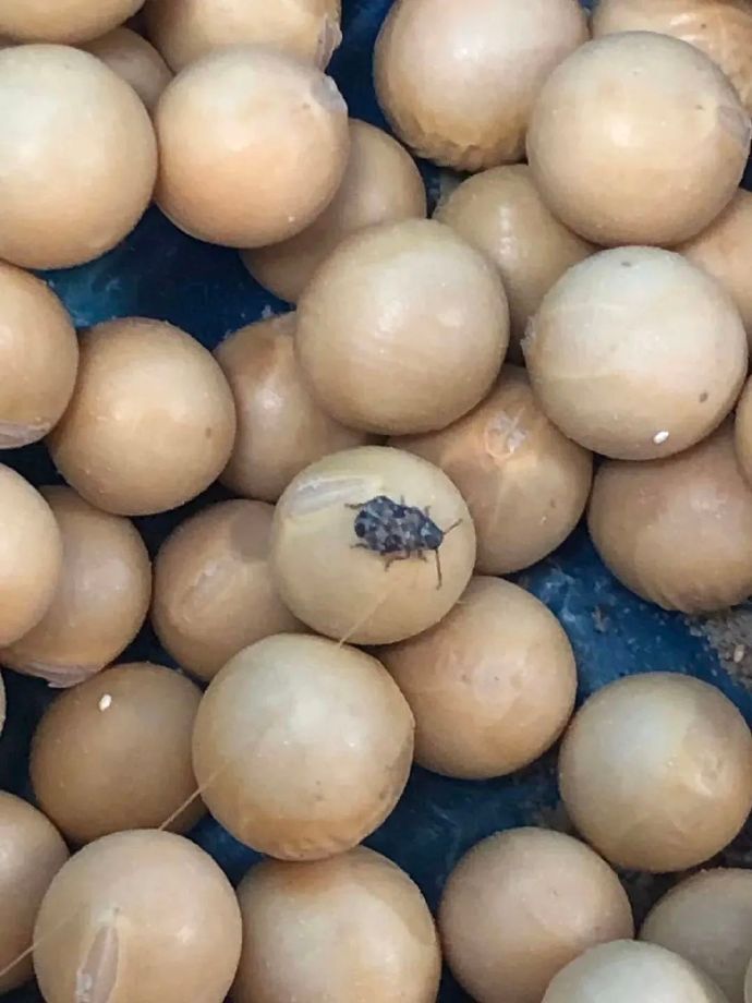 广州海关首次截获检疫性有害生物四纹豆象活虫