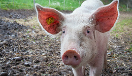房企涉足养猪业，生猪期货交易有助于其套期保值