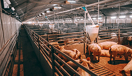 猪肉价格下行，猪饲料添加剂生产商美农生物拟IPO大幅扩产，能消化吗？