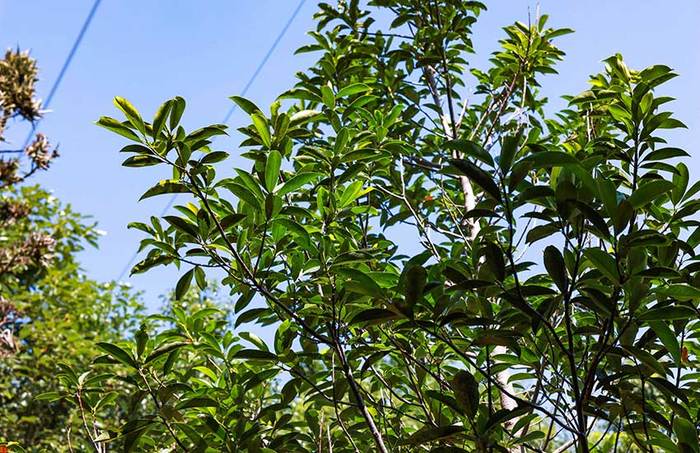 枝繁叶茂的华盖木。陶家淇摄