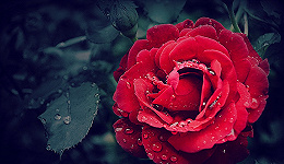 玫瑰又天价了，情人节火热，到底谁是大赢家？