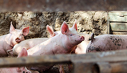 除了猪周期，生猪企业还能做什么？