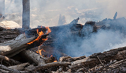 4月份南北多地森林火险等级较高，这4个省局地高度危险
