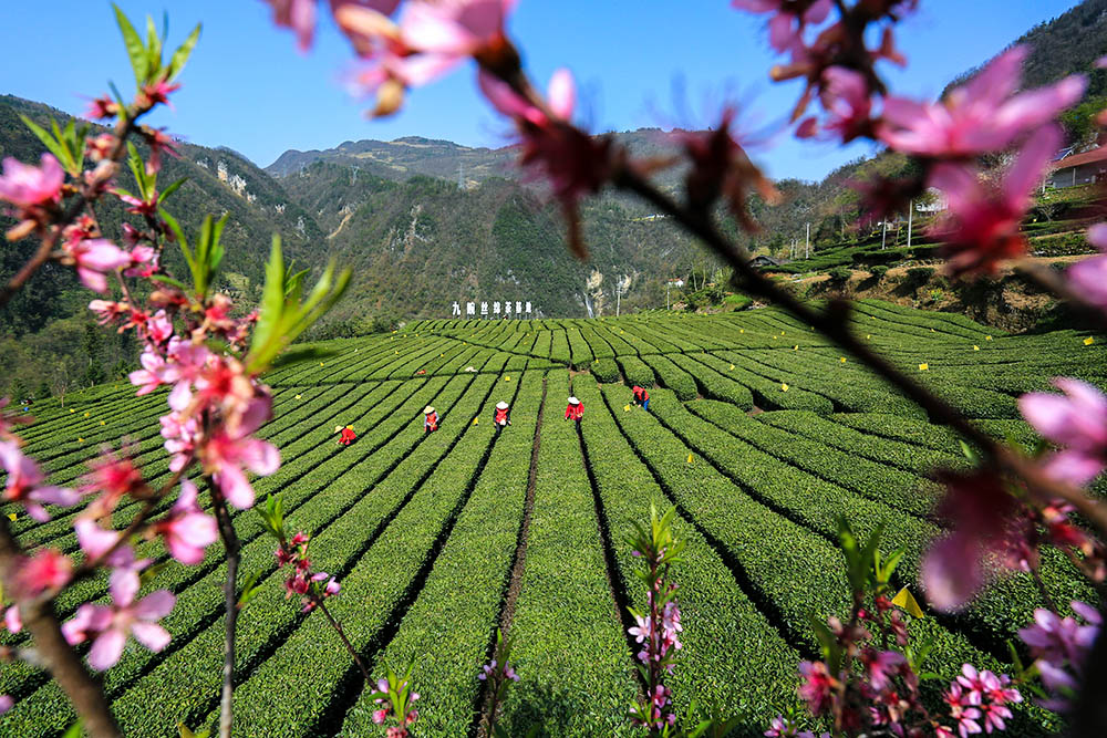 【图集】“谷雨茶”上市：小叶子大产业，从传统手工采摘到智能化生产线