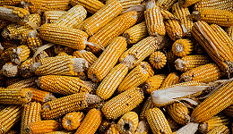 十余家企业扎堆，有望创造百亿级增量市场，转基因玉米种业爆发在即？