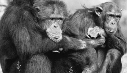 《猿形毕露》作者弗朗斯·德瓦尔：灵长类动物学家眼中的性别问题