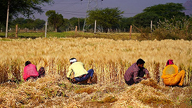 印度禁止出口小麦，全球粮价再度面临飙升压力