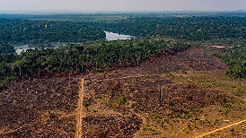 亚马孙雨林4个月三创砍伐纪录，5年内全球气温或将上升1.5℃