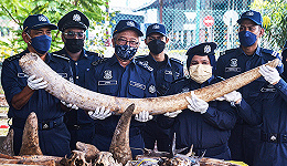 每周奇趣掠影丨长江白鲟被正式宣布灭绝；马来西亚破获史上最大象牙走私案