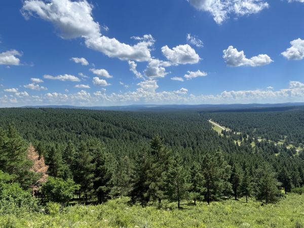 红花尔基樟子松配图1(1)