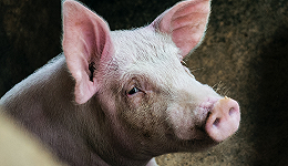 年内第三轮猪肉放储即将开启，国内生猪企业机会几何？